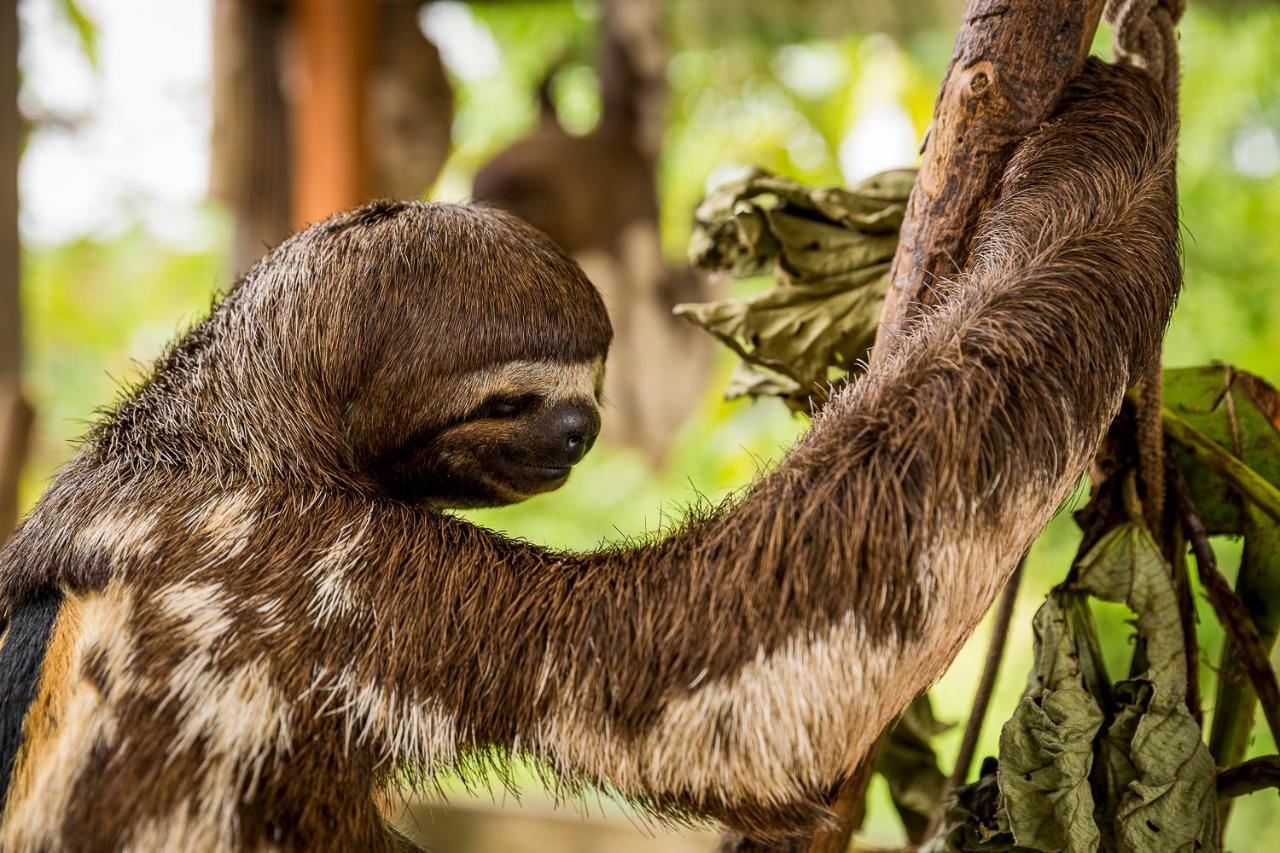 Irapay Amazon Lodge Iquitos Kültér fotó