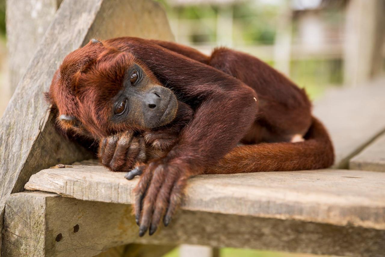 Irapay Amazon Lodge Iquitos Kültér fotó